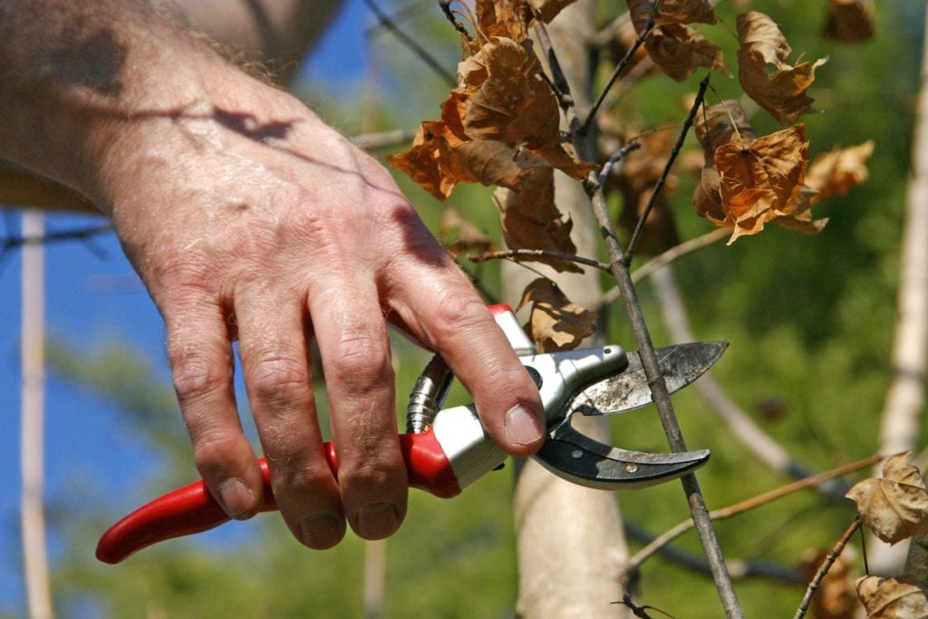 pruning a tree upclose