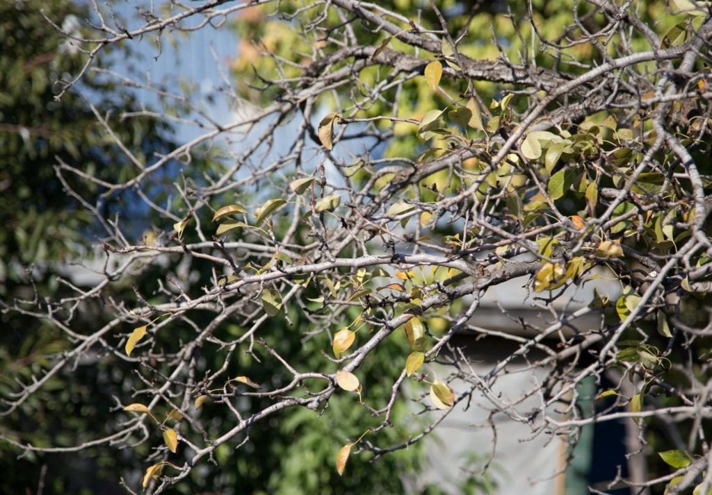 dead tree branches