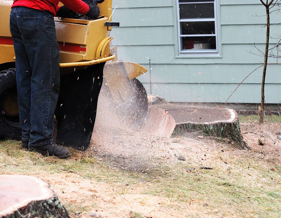 expert arborist griding down a stump