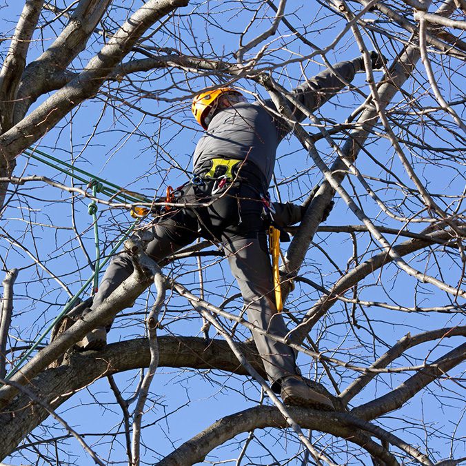 arborist pruning tree limbs