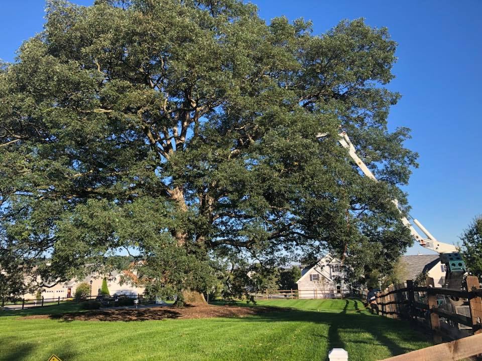 trimming large tree that was struck by lightning