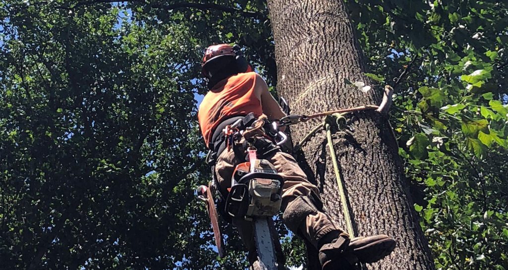 climbing tree with safety equipment