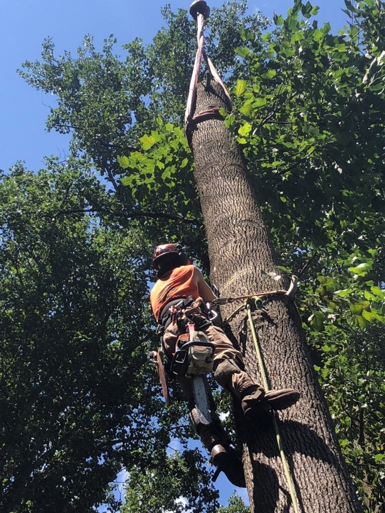 Man climbing tree with safety equipment