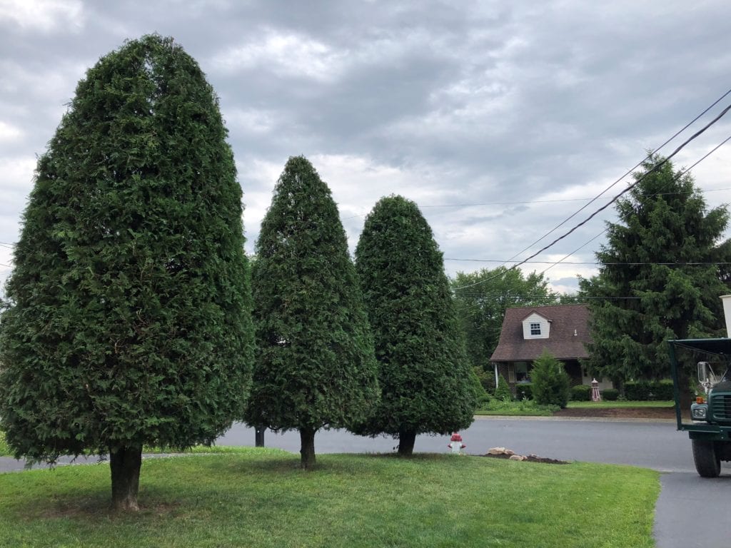 trees that have been pruned back and shaped