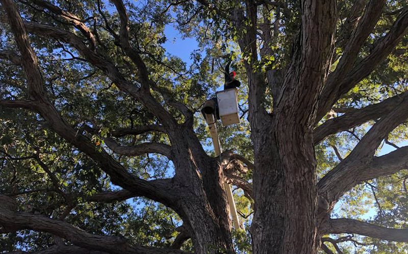 arborist high in tree pruning