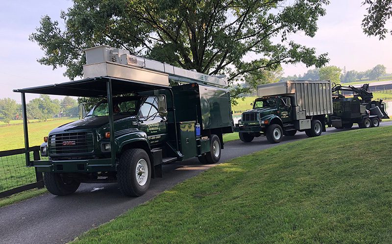 fleet of tree trucks