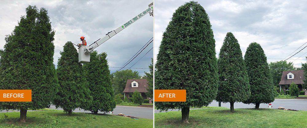 trees trimmed before/after photo