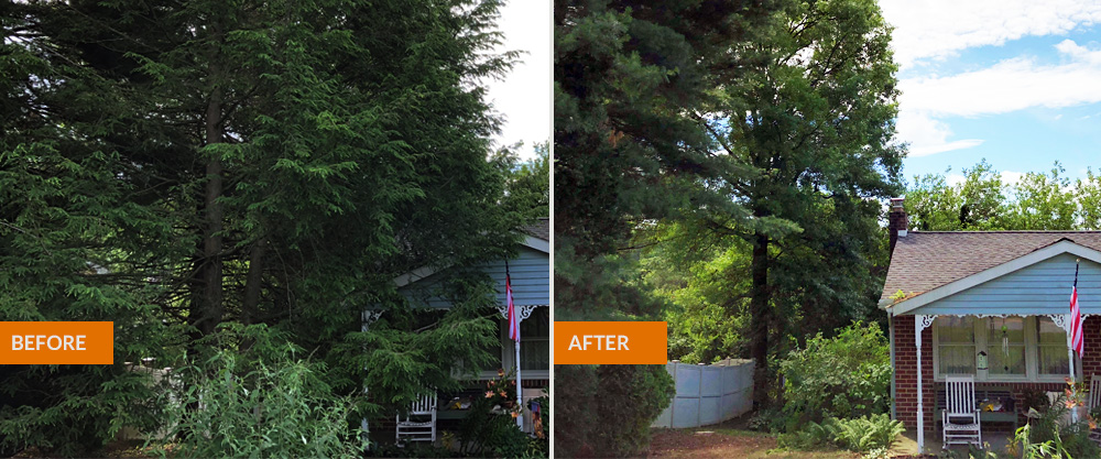 trees removed before/after photo