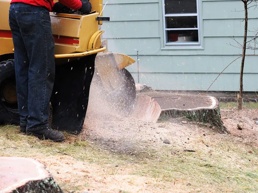 man grinding a tree stump