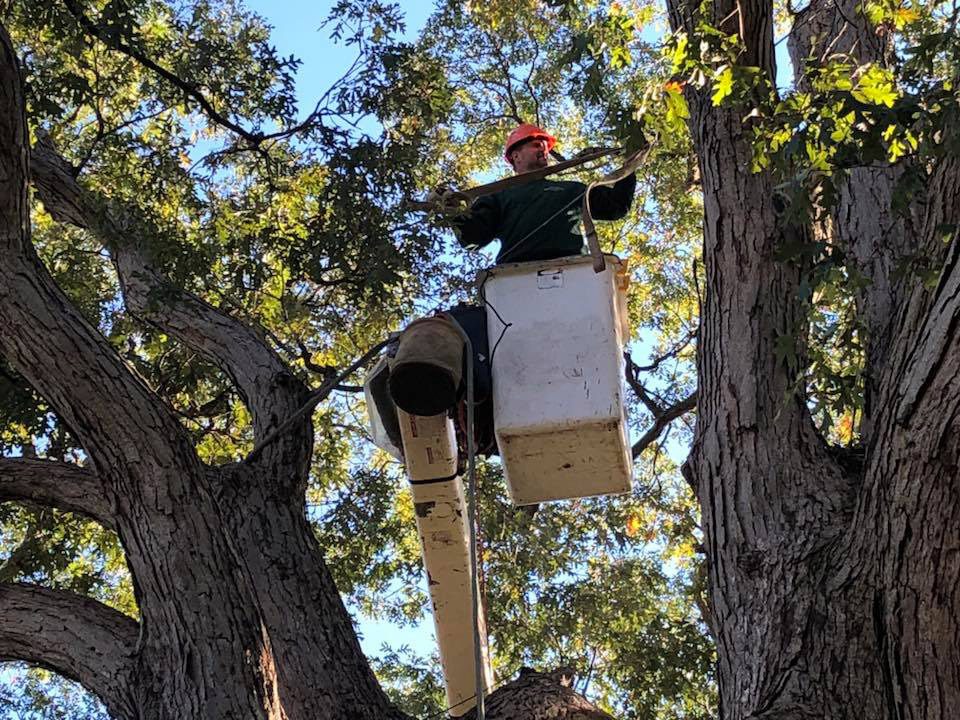 man pruning a tree