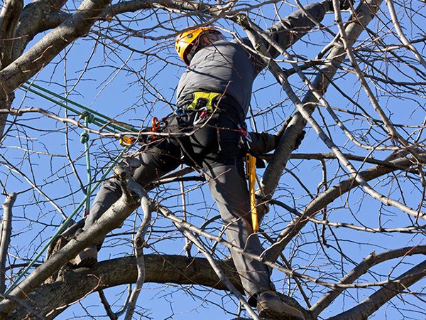 A worker climbs a tree to cut it.