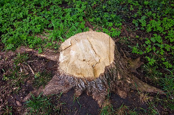 A old tree stump surrounded by grass.