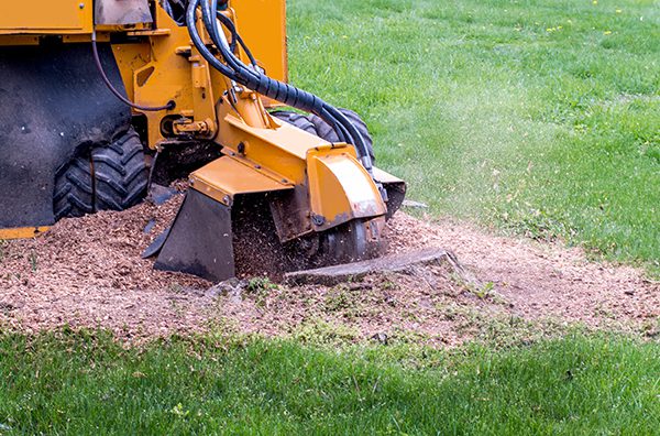 A stump grinder is grinding a tree stump into sawdust and mulch.
