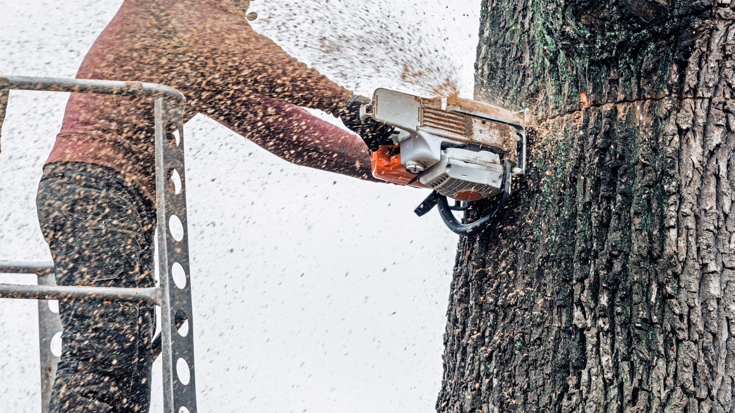 A man uses a chainsaw to cut through a thick tree trunk.