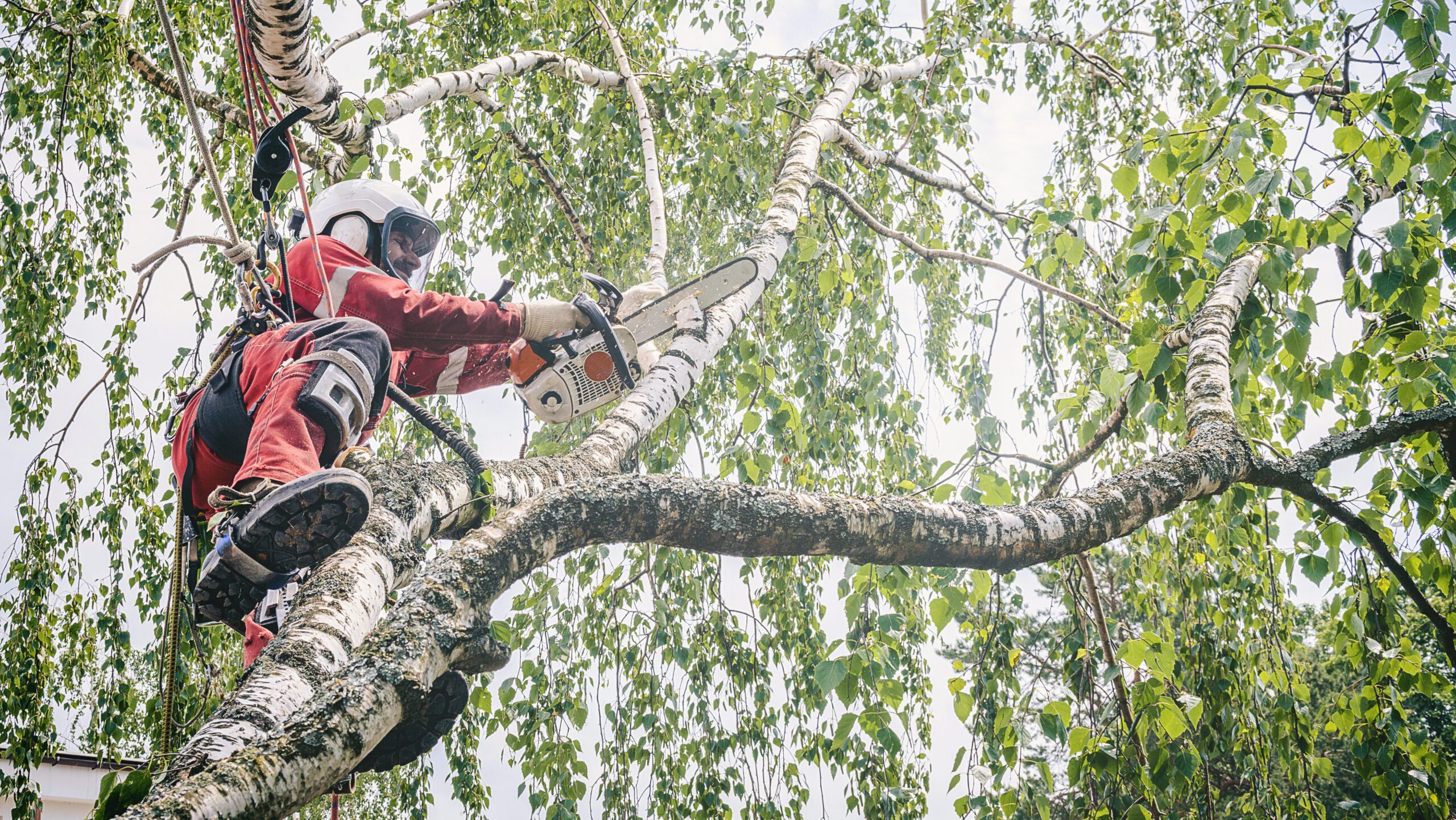 A worker is cutting off large limbs from a tree.