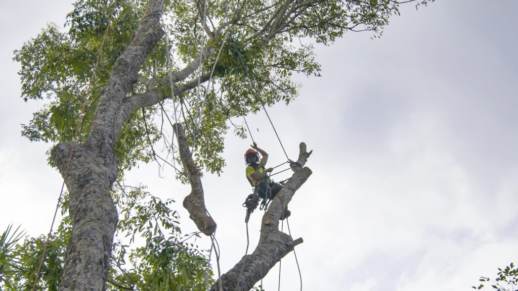 Large tree limbs being removed from a tree.