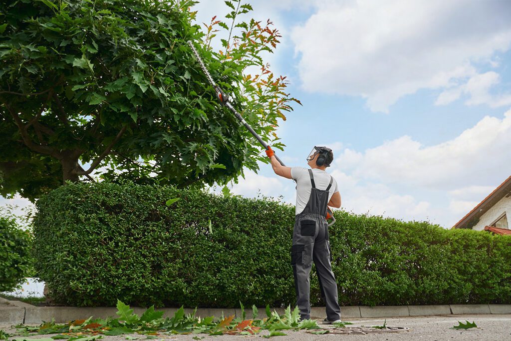 A man in overalls trimming and shaping a tree.