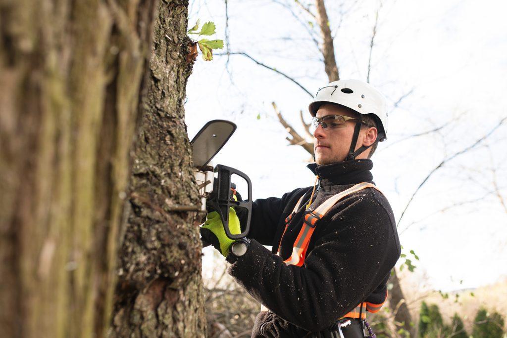 An arborist on a tree to prepare it to be removed.