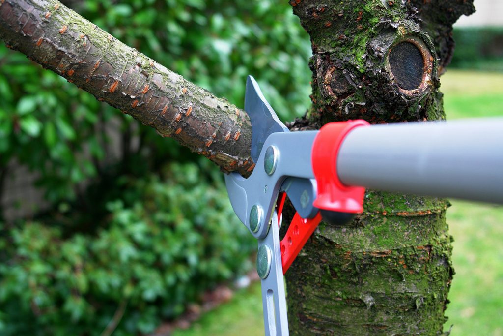 A pair of pruners cutting off a tree branch.