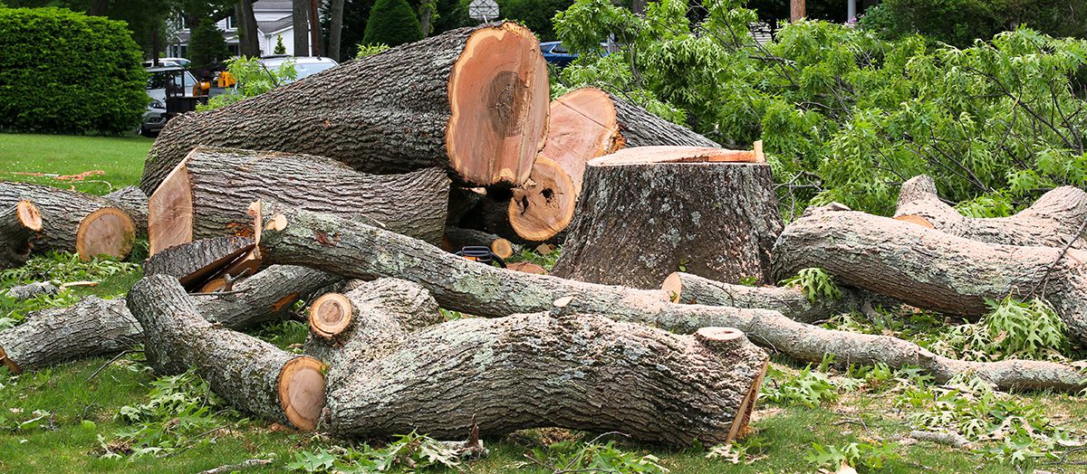 A large tree and portions of the stump are in a pile on the front lawn during removal.