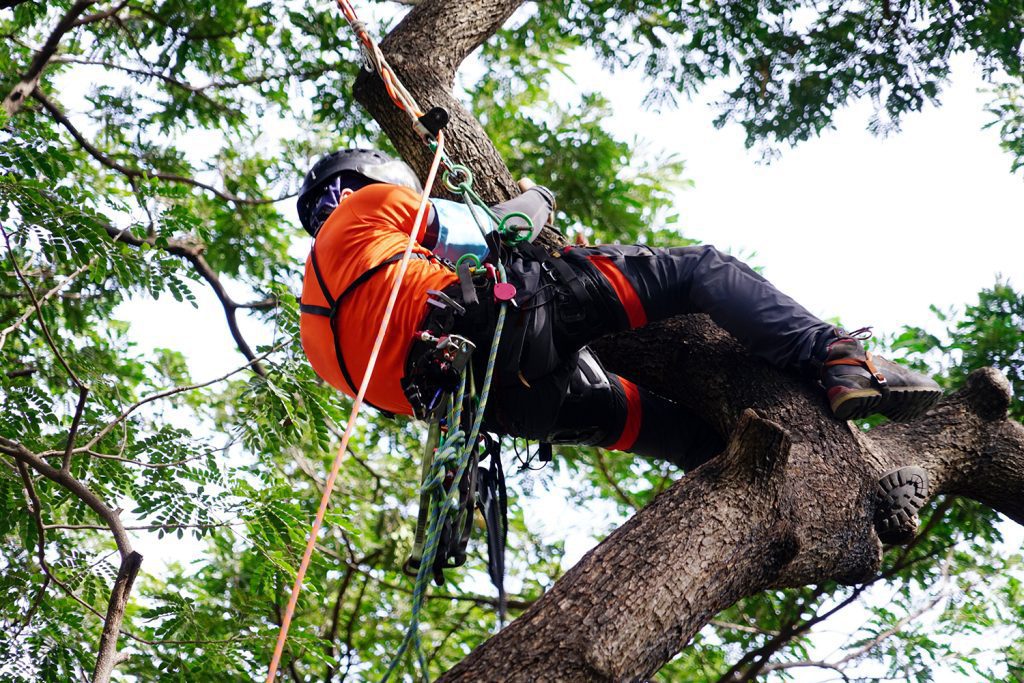 A tree professional is harnessed up to cut off a limb of a tree.