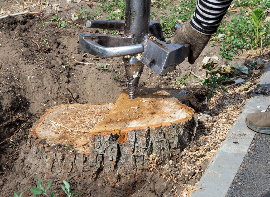 A drill-style stump grinder ready to begin stump removal