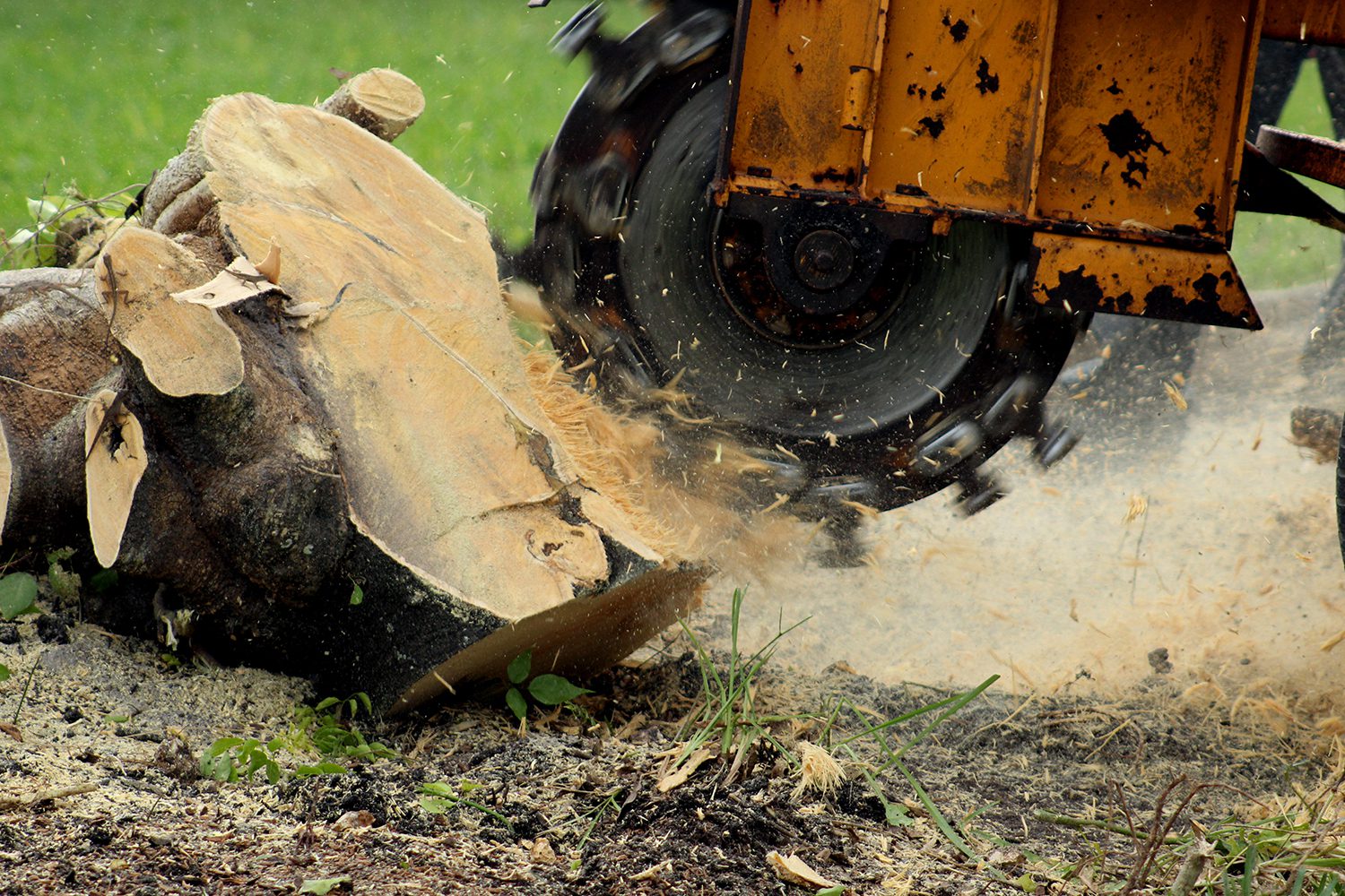 A rotary saw stump grinder in action on a large stump