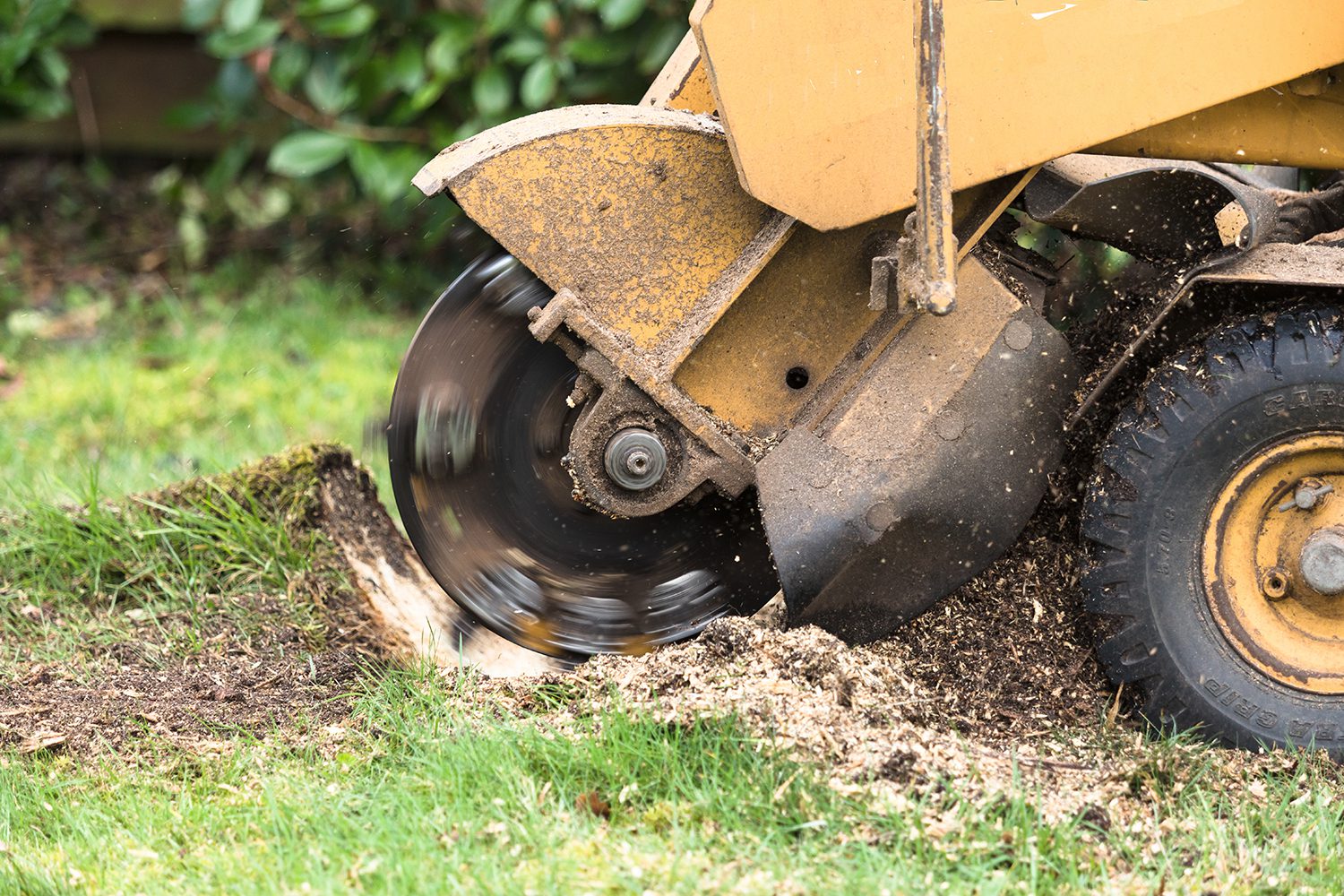 a tree stump being ground down