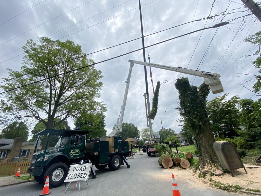 A crane carefully removes a tree near powerlines.